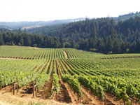 nearby vineyards