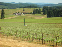 King Estate vineyard